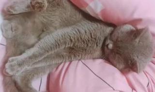 你是朕的爱妃什么意思 朕的爱妃是baby