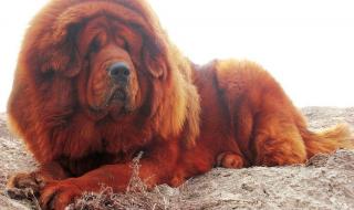 世界上最贵的狗 世界上最贵的狗