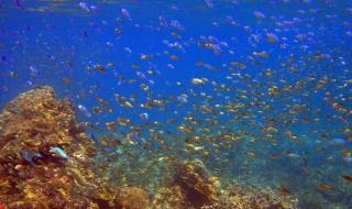 养珊瑚必须用珊瑚灯吗 只要为你活一天珊瑚