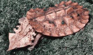 世界上最吓人的乌龟 世界上最吓人的乌龟